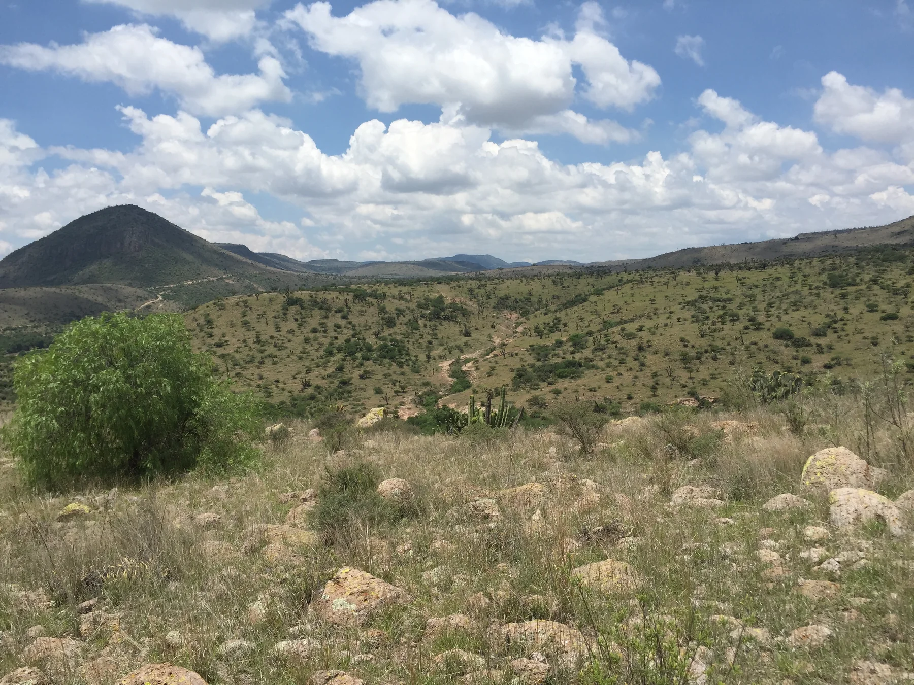 Sendero boscoso para representar territorio, ordenamiento y ecoturismo